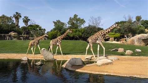 ZEBRA CON CUCCIOLO AL BIOPARC VALENCIA