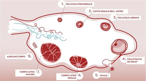 Immagine microscopica di follicoli ovarici