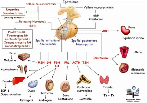 Diagramma che illustra l'azione degli analoghi del GnRH sulla ghiandola pituitaria e sulle ovaie
