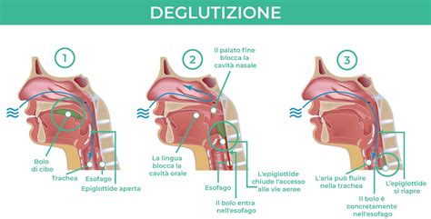 Schema che illustra il posizionamento fisiologico della lingua durante la suzione