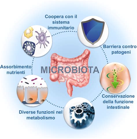 diagramma che illustra la formazione del microbiota intestinale dalla vita fetale all'infanzia