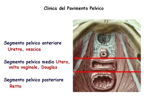 diagramma anatomia femminile organi pelvici