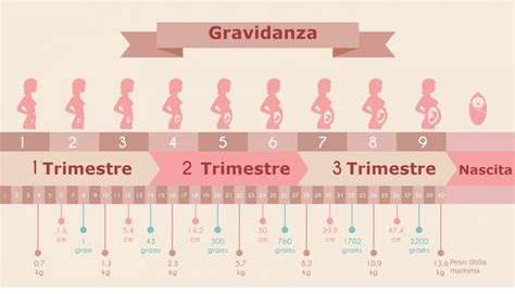 Immagine che mostra una linea temporale della gravidanza con evidenziate le settimane più a rischio di aborto spontaneo.