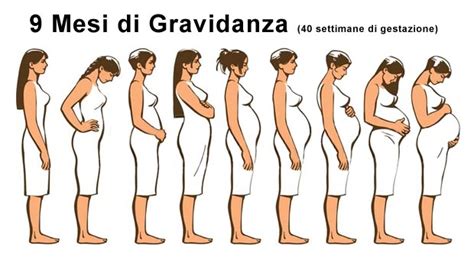 Diagramma delle settimane di gestazione