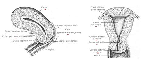 Struttura dell'utero e del collo dell'utero