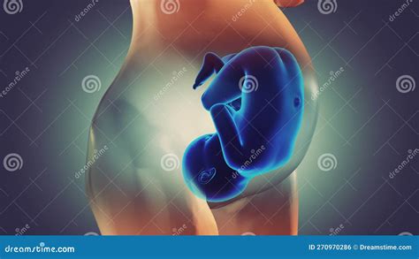 Feto che ascolta suoni all'interno dell'utero
