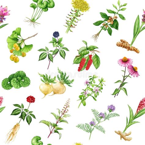 Illustrazione di diverse erbe aromatiche
