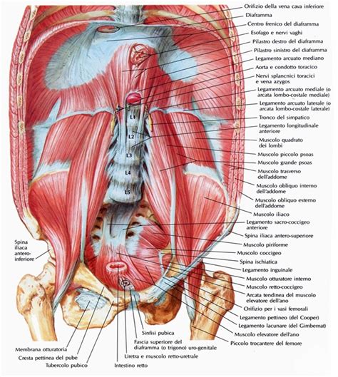 Diagramma dell'anatomia addominale femminile con strati muscolari