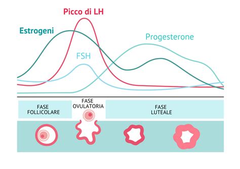 Grafico che mostra la correlazione tra picco LH, ovulazione e finestra fertile
