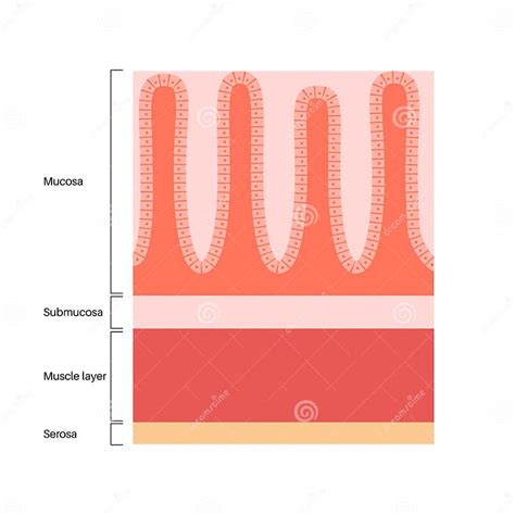 Struttura della mucosa vaginale
