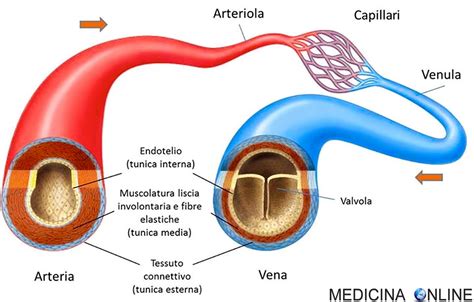 Schema della placenta e dei vasi sanguigni uterini