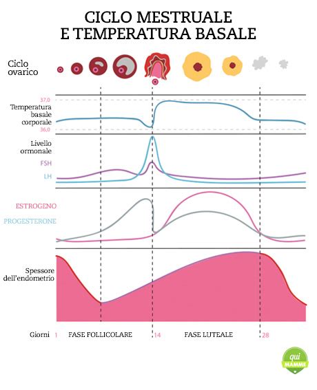 Grafico della temperatura basale che mostra l'aumento dopo l'ovulazione