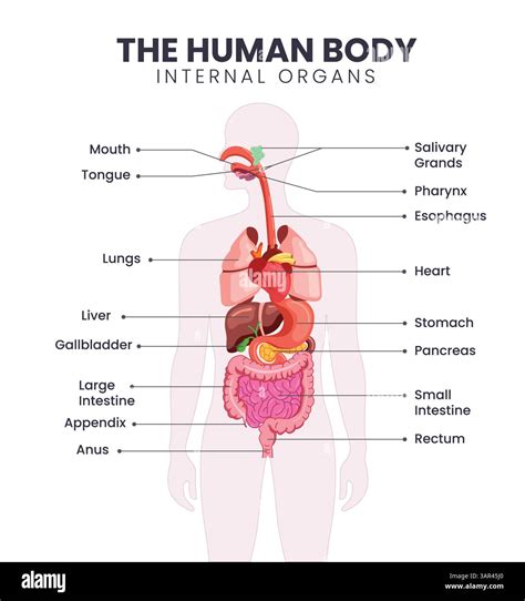 Diagramma degli organi di un neonato prematuro