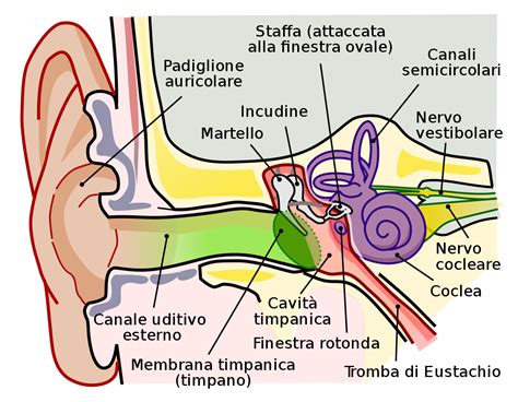 Diagramma dell'orecchio umano che mostra l'orecchio esterno, medio e interno