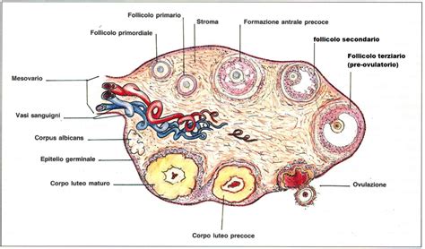 Schema di un ovaio con diverse tipologie di cisti