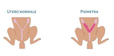 Illustrazione comparativa di piometra aperta e chiusa
