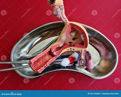 Chirurgia veterinaria: rimozione dell'utero