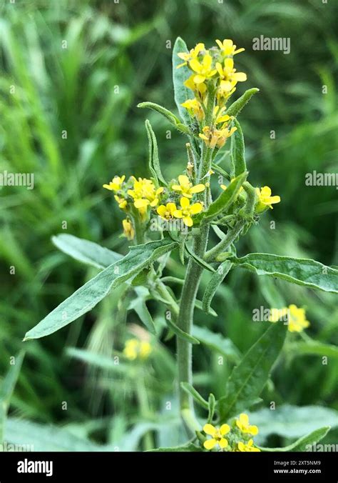 Illustrazione botanica dell'Erisimo (Sisymbrium officinale) con fiori gialli e foglie pennate.