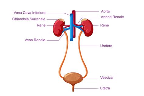 Schema delle vie urinarie umane