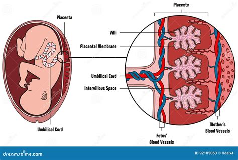 Diagramma della placenta e del feto