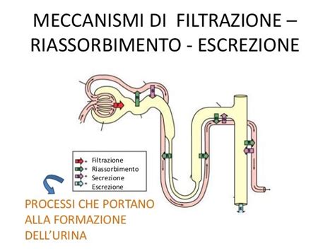 Diagramma del rene che mostra il processo di filtrazione e riassorbimento del glucosio