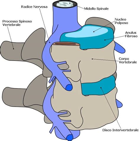 Diagramma anatomico della colonna vertebrale con dischi intervertebrali