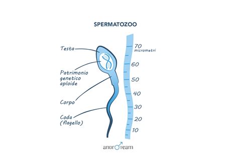 Diagramma di uno spermatozoo con evidenziate le parti del DNA