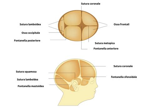 Grafico che mostra le tempistiche medie di chiusura delle fontanelle del neonato