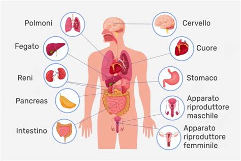 Corpo umano in gravidanza con evidenziati gli organi influenzati dai cambiamenti ormonali