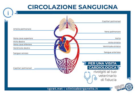 Diagramma che illustra la circolazione sanguigna nelle gambe durante la gravidanza