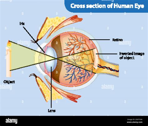 Diagramma dell'occhio che mostra la localizzazione dell'uvea