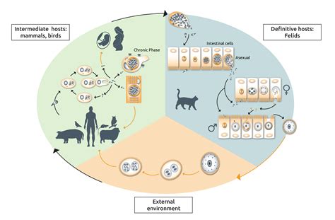 Schema del ciclo vitale del Toxoplasma gondii