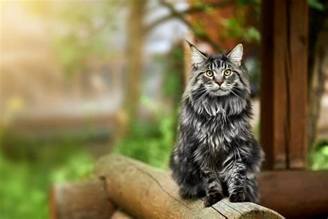Immagine di un gatto domestico