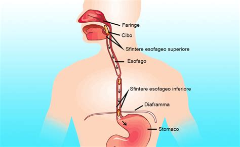 Illustrazione anatomica dello sfintere esofageo inferiore