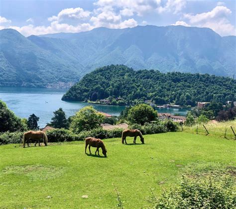 Panorama del Lago di Como con cavalli al pascolo