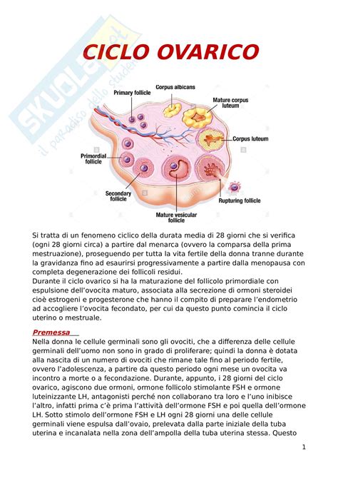 Illustrazione del ciclo ovarico umano
