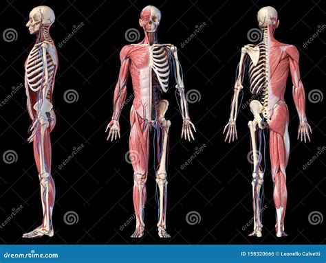 scheletro umano in posizione anatomica
