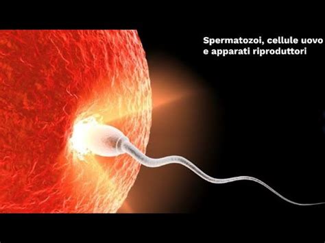 microscopio che osserva ovuli