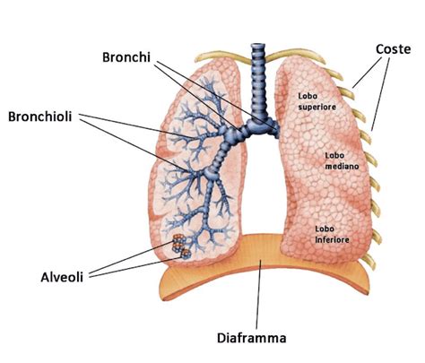 Schema di polmone con infiammazione delle vie aeree