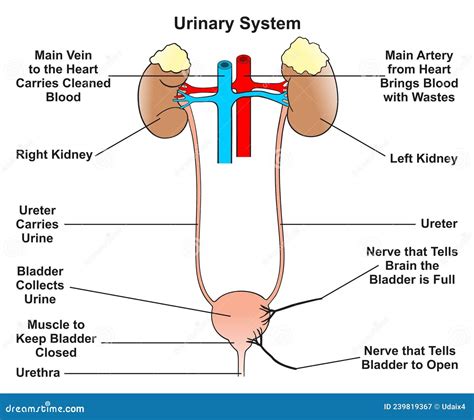 Struttura anatomica del tratto urinario umano