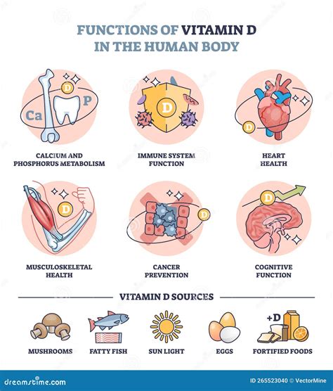 Ciclo di attivazione della vitamina D nel corpo umano