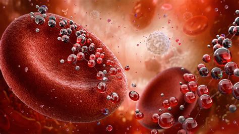 Diagramma che mostra i diversi ruoli del ferro nel corpo umano