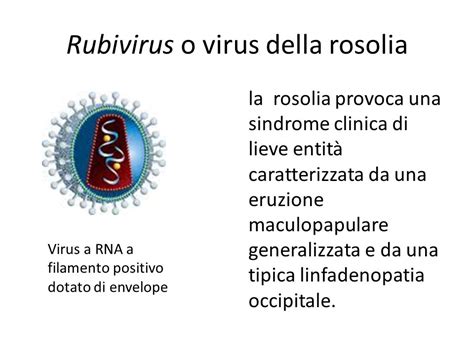 Illustrazione del ciclo di trasmissione del virus della rosolia