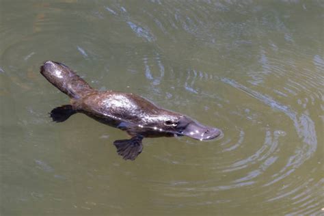 Ornitorinco che nuota in un fiume australiano