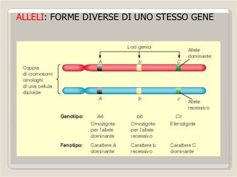 Schema che illustra la perdita dei geni VIT e l'acquisizione dei geni della caseina durante l'evoluzione dei mammiferi