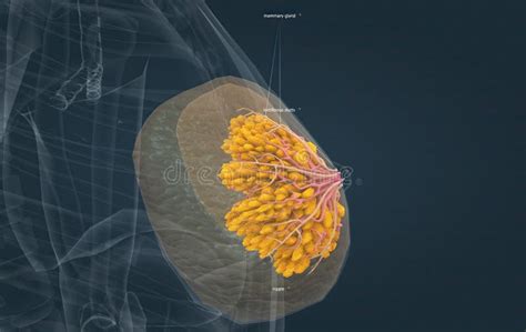 Illustrazione anatomica dell'ornitorinco che evidenzia la cloaca e le ghiandole mammarie