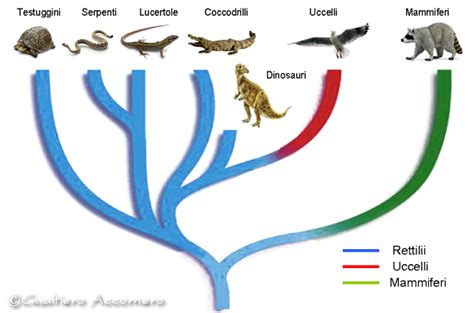 Albero filogenetico semplificato che mostra la posizione dei monotremi, marsupiali e placentati