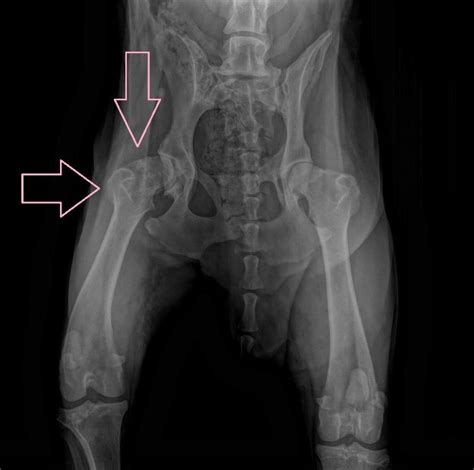 radiografia displasia anca cane