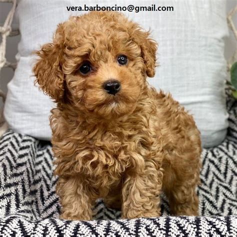 cuccioli con microchip