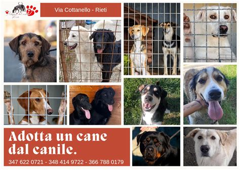cucciolo in canile